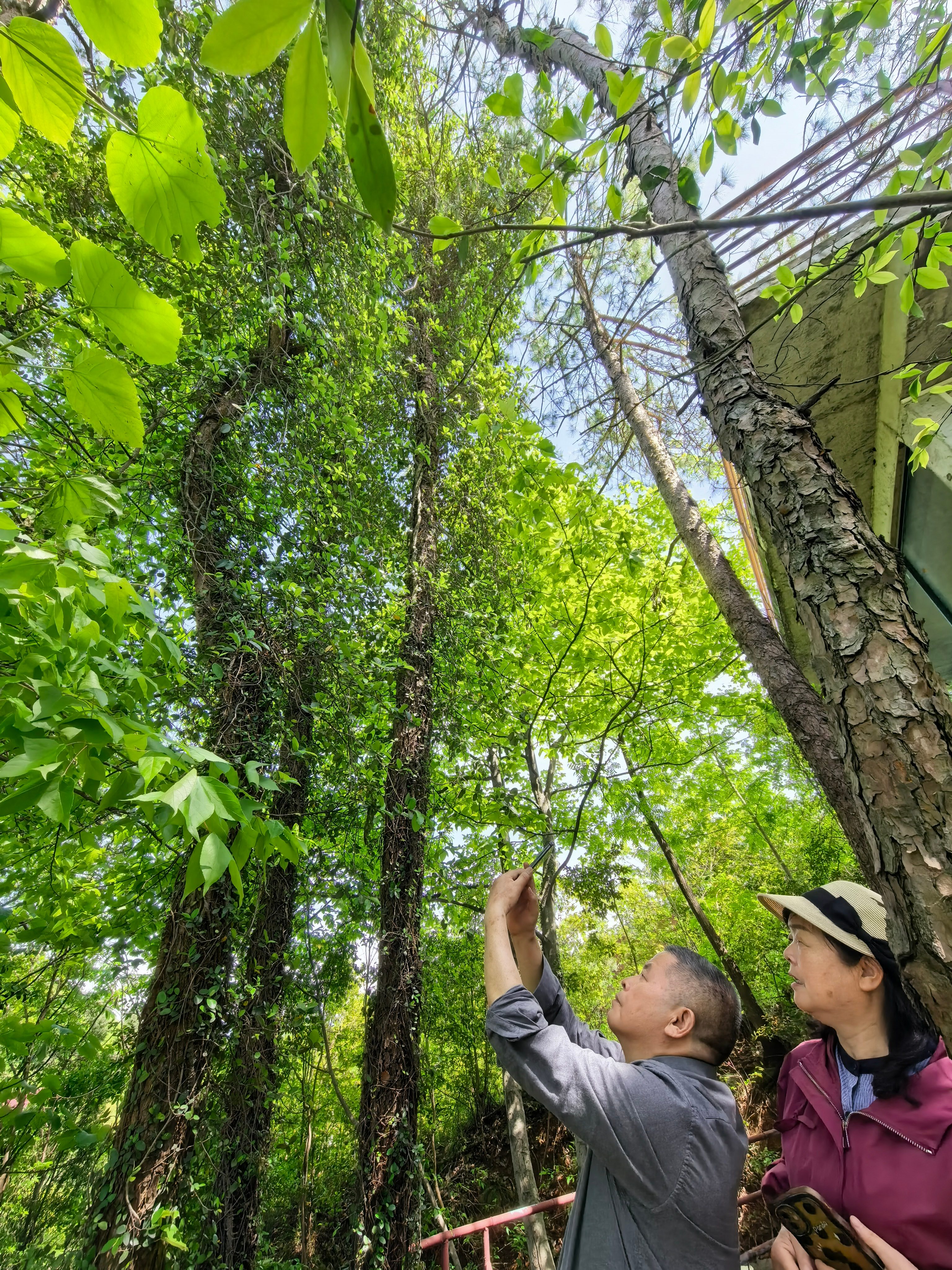 洞部落风物・森林康养｜林间呼吸清氧
